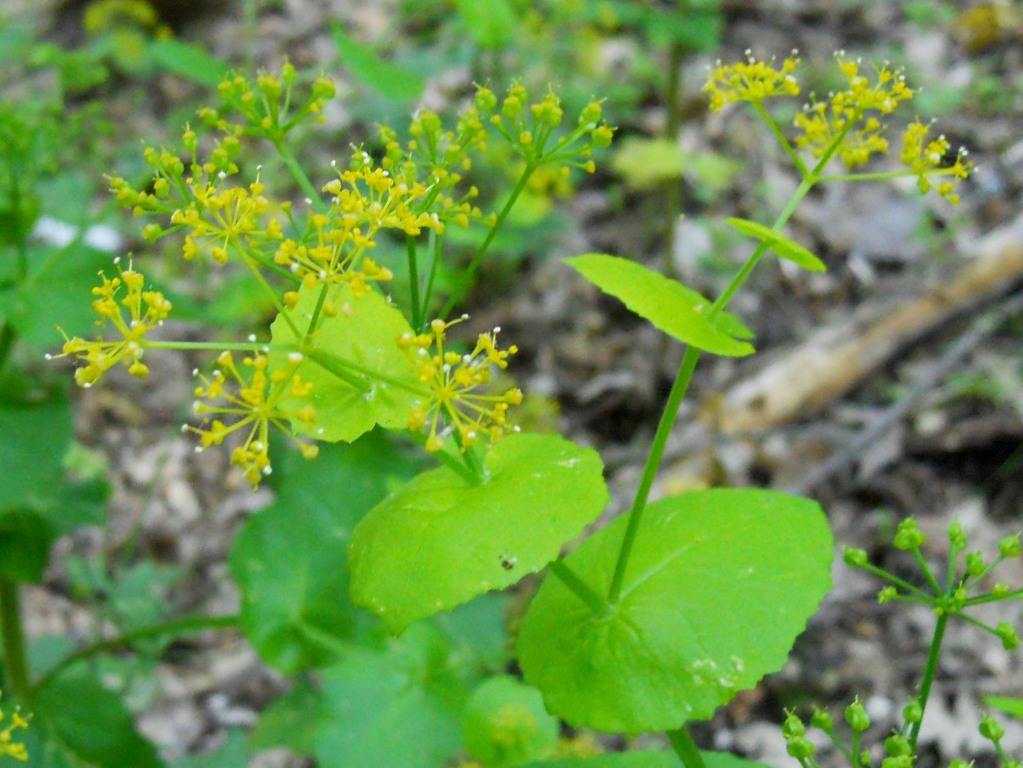 Nel sottobosco - Smyrnium perfoliatum